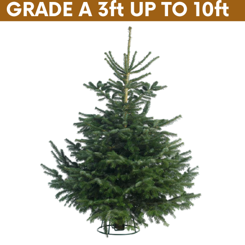 Real Christmas Trees & Delivery to Bournemouth Poole Christchurch BH