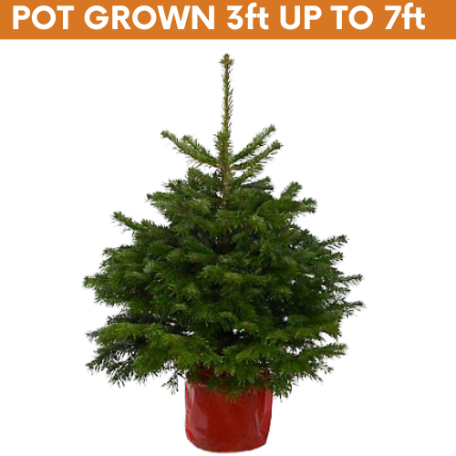 Real Christmas Trees & Delivery to Bournemouth Poole Christchurch BH